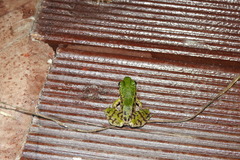 Odorrana margaretae