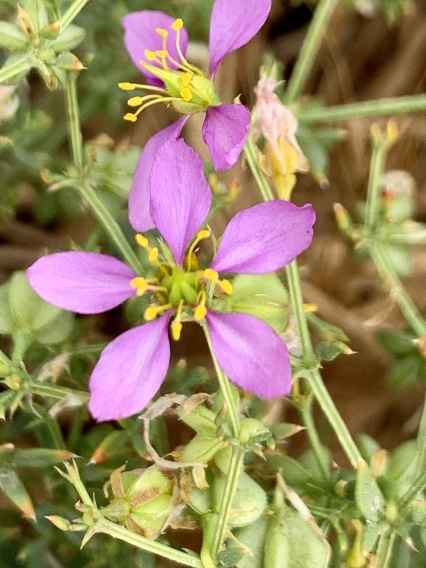 Fagonia laevis