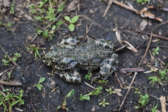 Bufotes viridis viridis