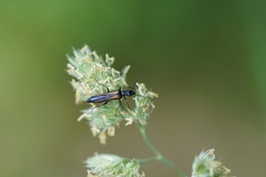 Oedemera pthysica