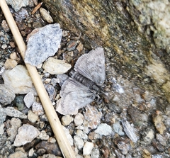 Metaxmeste phrygialis