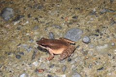 Amolops chunganensis