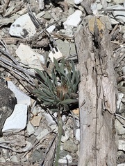 Townsendia hookeri