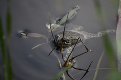 Bufotes viridis viridis