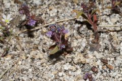 Phacelia quickii