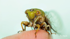 Cicadettinae