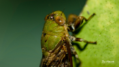 Cicadettinae