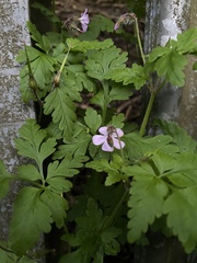 Geranium robertianum
