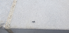 Formicidae
