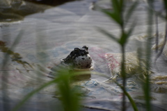 Bufotes viridis viridis