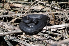 Vipera nikolskii