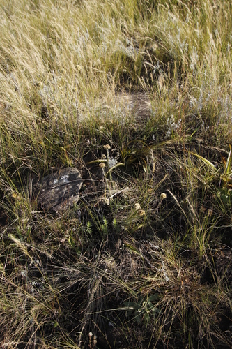 Image of Helichrysum auriceps by (c) Tony Rebelo, some rights reserved (CC BY-SA)