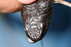 Vipera nikolskii