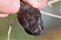 Vipera nikolskii