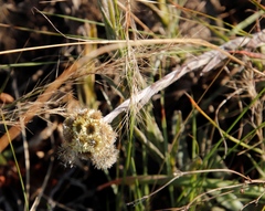 Helichrysum auriceps
