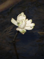 Nymphaea lotus