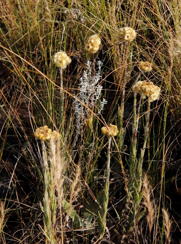 Image of Helichrysum auriceps by (c) Tony Rebelo, some rights reserved (CC BY-SA)