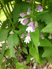 Penstemon smallii