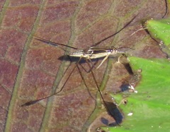 Limnogonoides