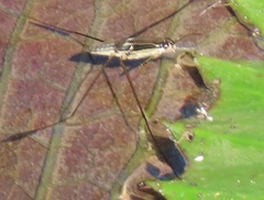Limnogonoides