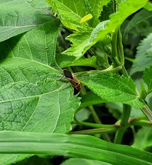 Hypselonotus interruptus