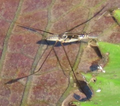 Limnogonoides