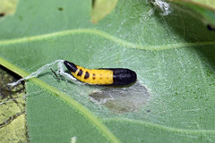 Yponomeuta irrorellus