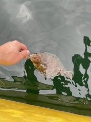 Citharichthys sordidus