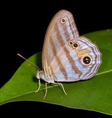 Chloreuptychia chlorimene