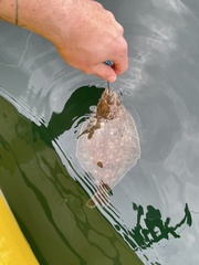 Citharichthys sordidus