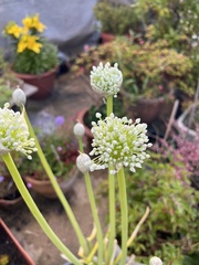 Allium