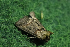 Abrostola asclepiadis