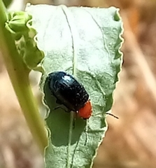 Gastrophysa polygoni