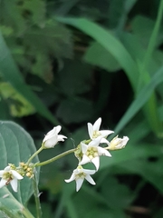 Vincetoxicum hirundinaria