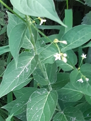 Vincetoxicum hirundinaria