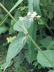 Vincetoxicum hirundinaria