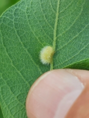 Euura pedunculi