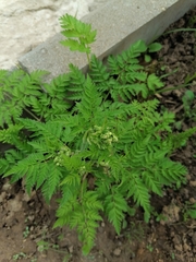 Anthriscus sylvestris