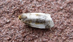 Clepsis melaleucanus