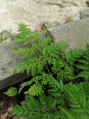 Anthriscus sylvestris