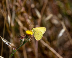 Colias harfordii