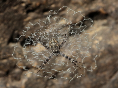 Argiope mascordi