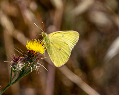 Colias harfordii