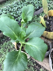 Kalanchoe densiflora