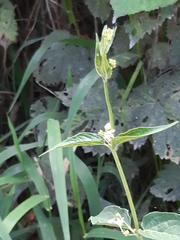 Vincetoxicum hirundinaria