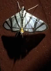 Conchylodes nolckenialis