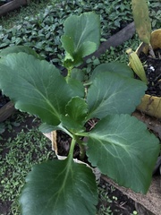 Kalanchoe densiflora