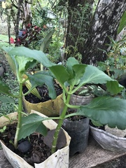 Kalanchoe densiflora