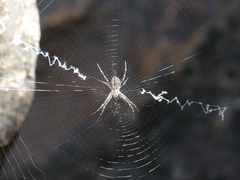 Argiope mascordi