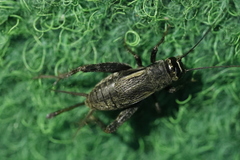 Modicogryllus frontalis